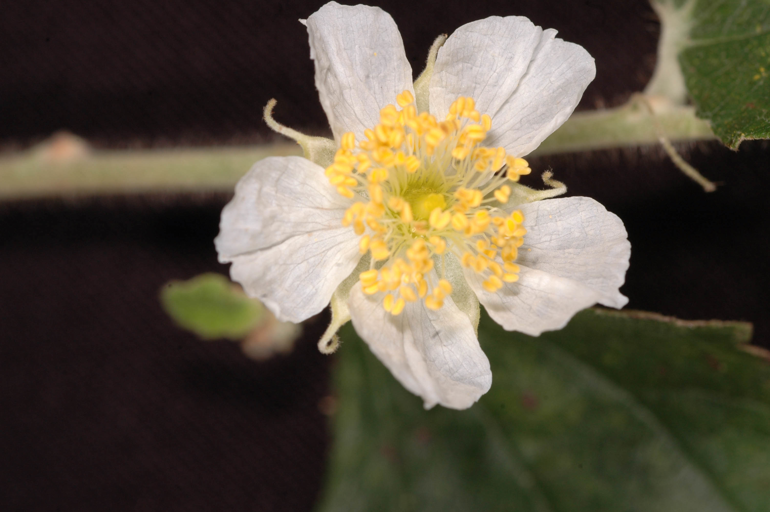 Muntingia calabura (rights holder: C. E. Timothy Paine)