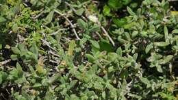 Image of Delosperma patersoniae (L. Bol.) L. Bol.