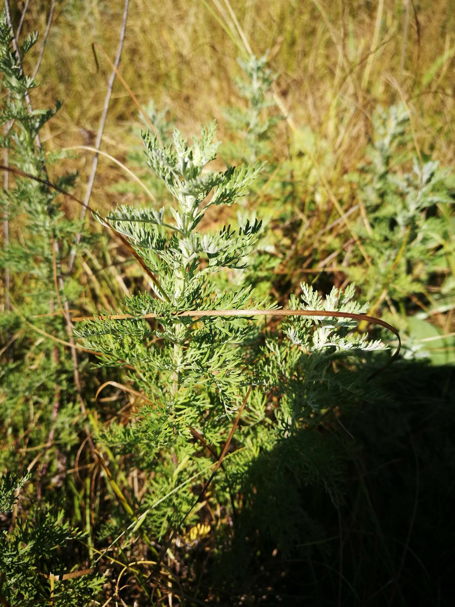 Image of Roman wormwood