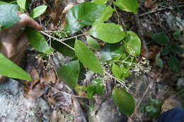 Argophyllum nullumense R. T. Baker的图像