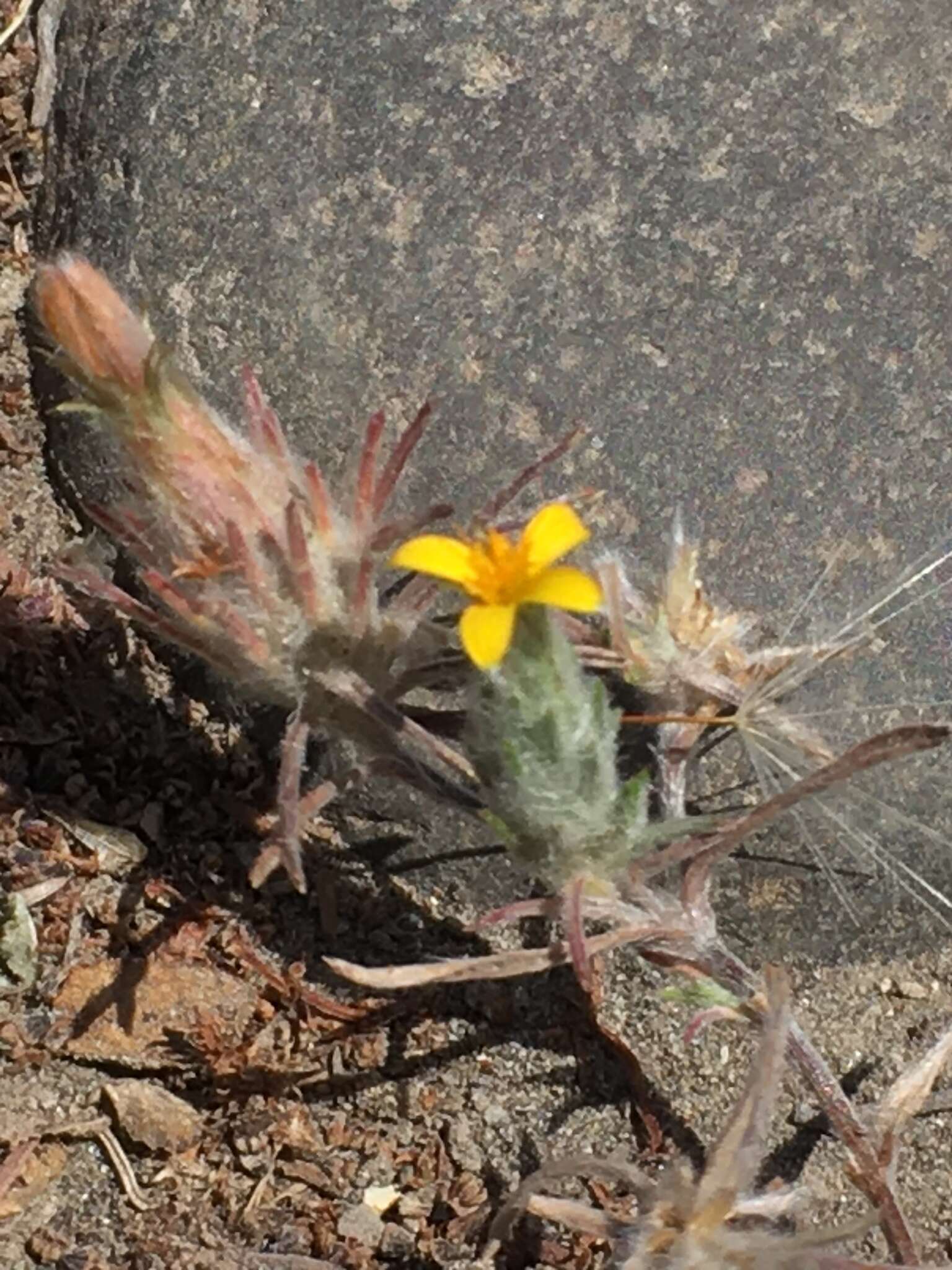 Image de Chaetanthera moenchioides Less.