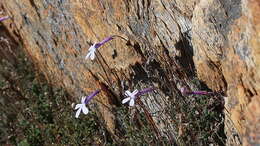 Image of Lobelia dichroma Schltr.