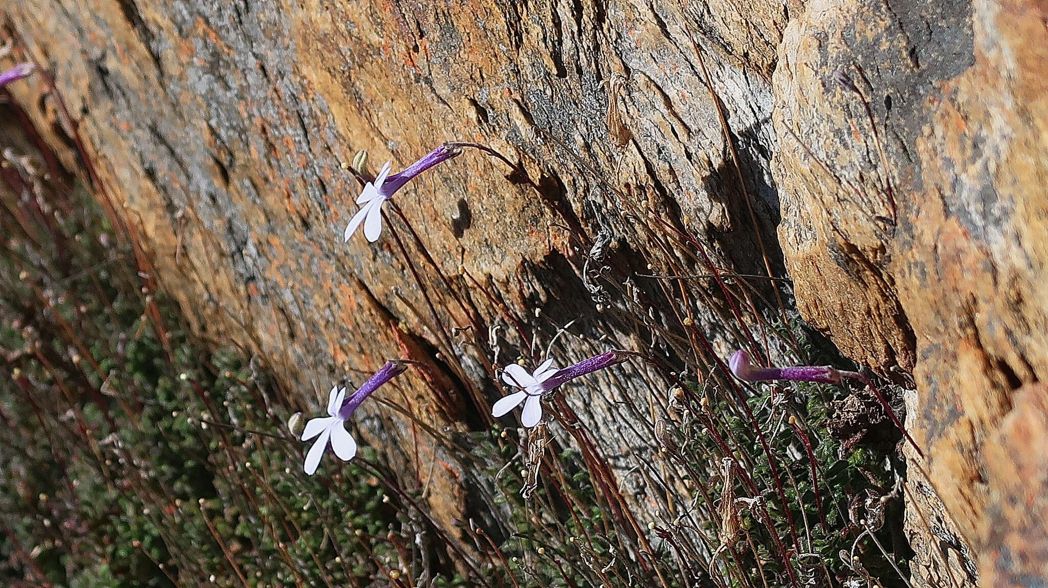 Image of Lobelia dichroma Schltr.