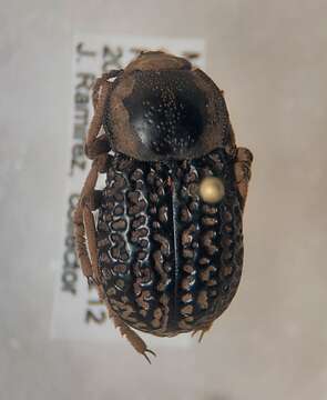 Image of Microschatia solieri Brown & Doyen 1992