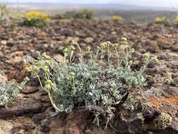 Image of silver chickensage