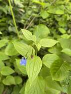 Imagem de Mertensia platyphylla A. A. Heller