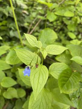 Слика од Mertensia platyphylla A. A. Heller