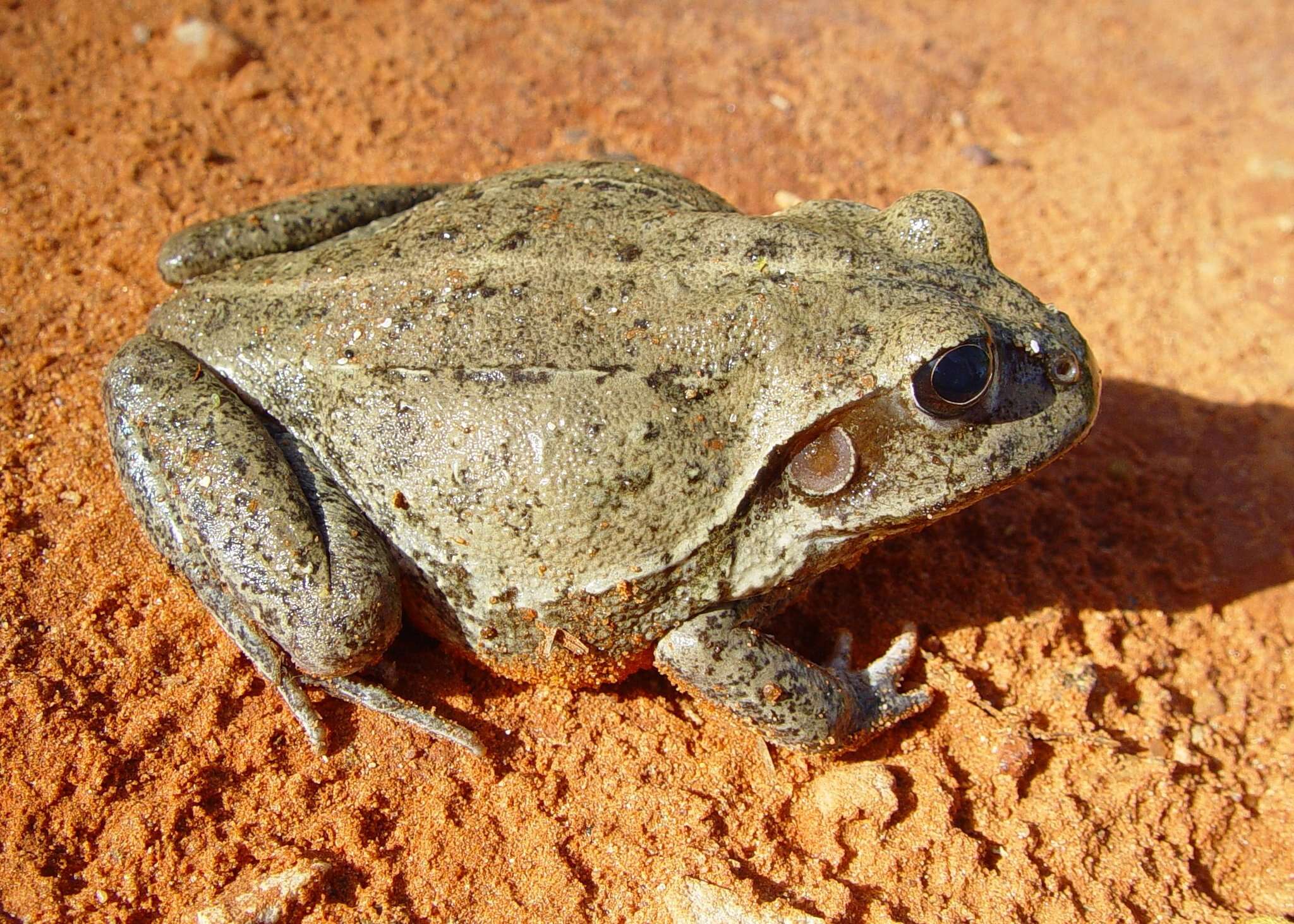 Image of Giant Frog