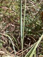 Image of Pitchfork Crown Grass