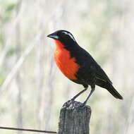 Image of White-browed Blackbird