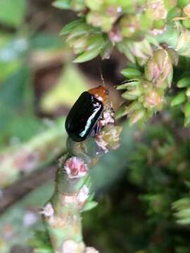 Image of Irridescent Cactus Flea Beetle