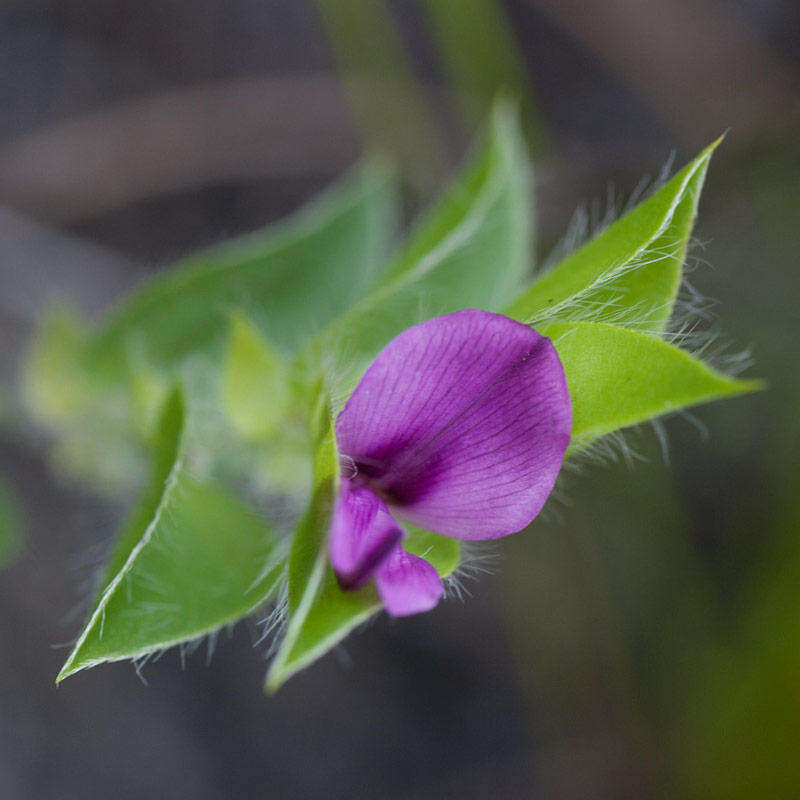 Imagem de Psoralea imbricata (L. fil.) T. M. Salter