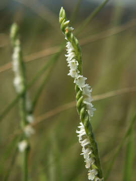 Image of Chinese Spiranthes