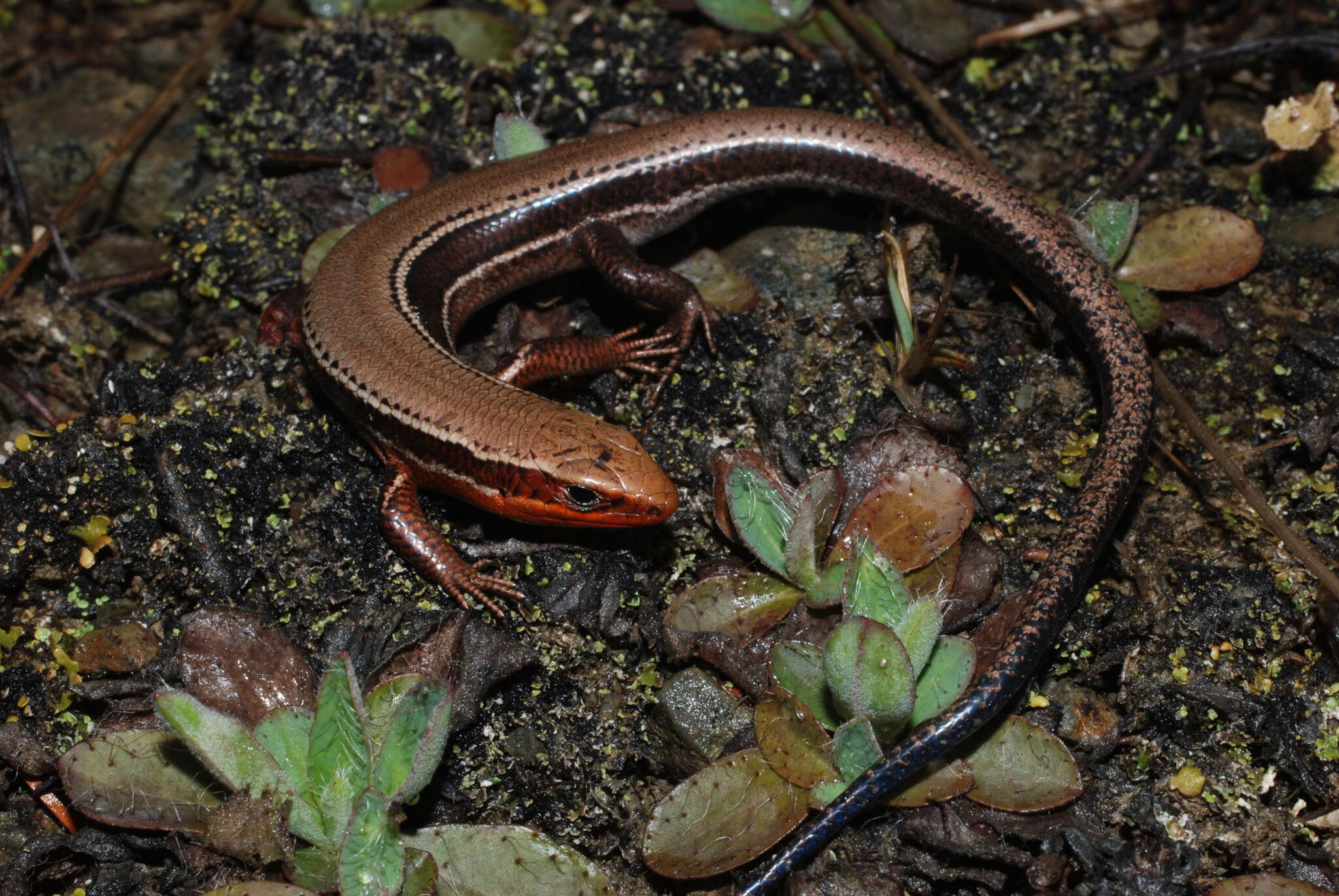 Image of Coal Skink