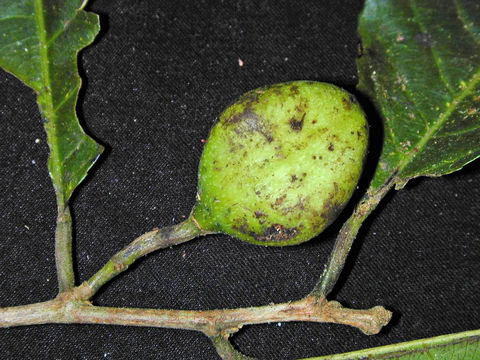 Image of <i>Rinoreocarpus ulei</i> (Melchior) Ducke