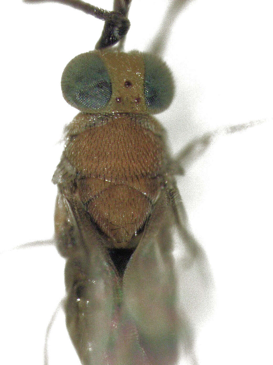 Image of Parasitoid wasp