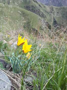 Image of Tulipa ostrowskiana Regel