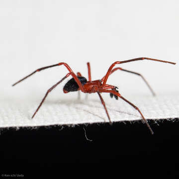 Image of Red-and-black spider