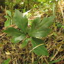 Image of Knowltonia sellowii (Pritz.) Christenh. & Byng