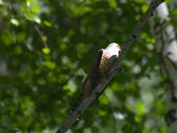 Image of Oriental Cuckoo