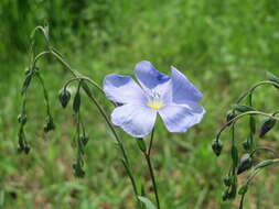 Image of common flax