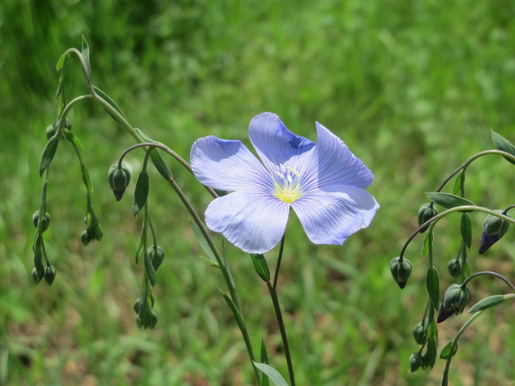 Image of common flax