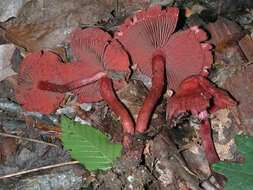 Cortinarius marylandensis (Ammirati) Ammirati, Niskanen & Liimat. 2013的圖片