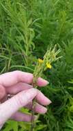 Imagem de Lactuca canadensis L.