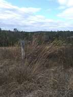 Imagem de Miscanthus sinensis Andersson