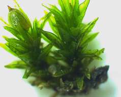 Image of stellate orthotrichum moss