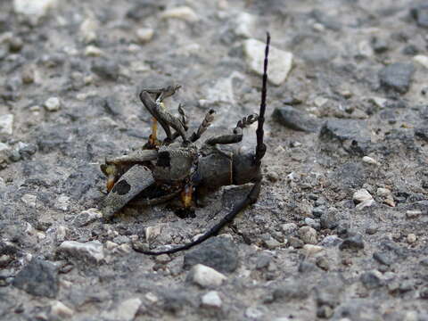 Image of Long-horned beetle