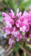 Image of Langsdorf's lousewort