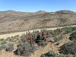 Image of Pearson's Aloe