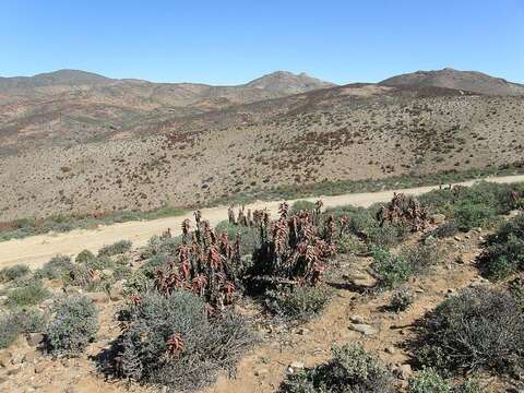 صورة Aloe pearsonii Schönland