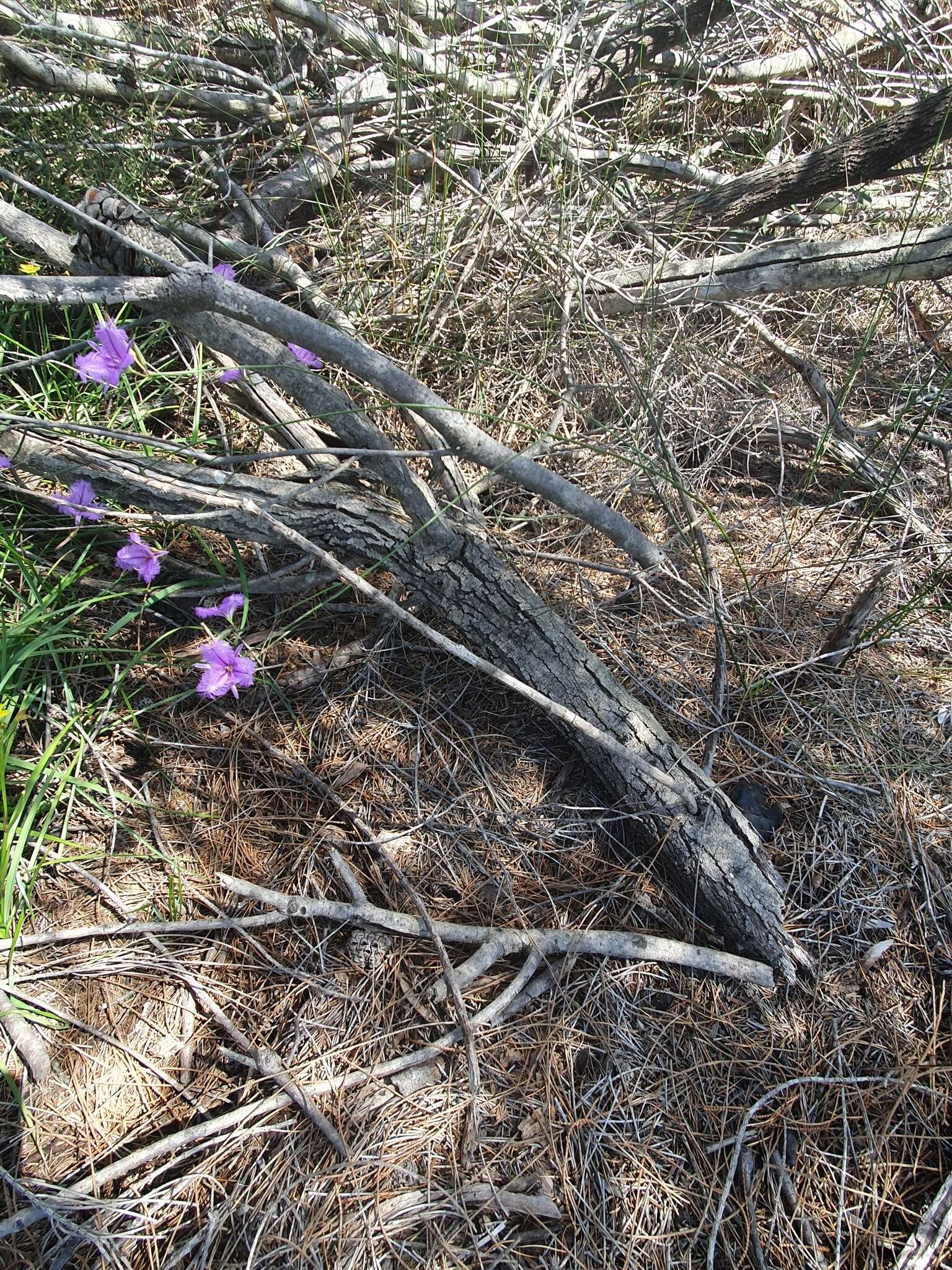 Image of Thysanotus juncifolius (Salisb.) J. H. Willis & Court