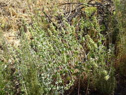 Image of horehound