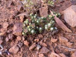 Image of Hyalosperma demissum (A. Gray) P. G. Wilson