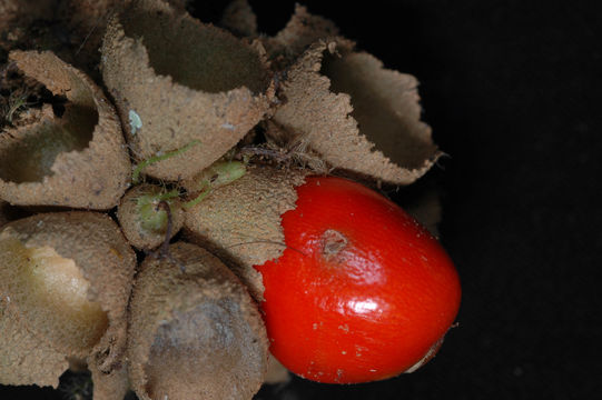 Image of <i>Aegiphila cordata</i> Poepp.