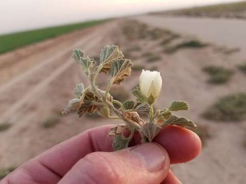 Image of alkali mallow