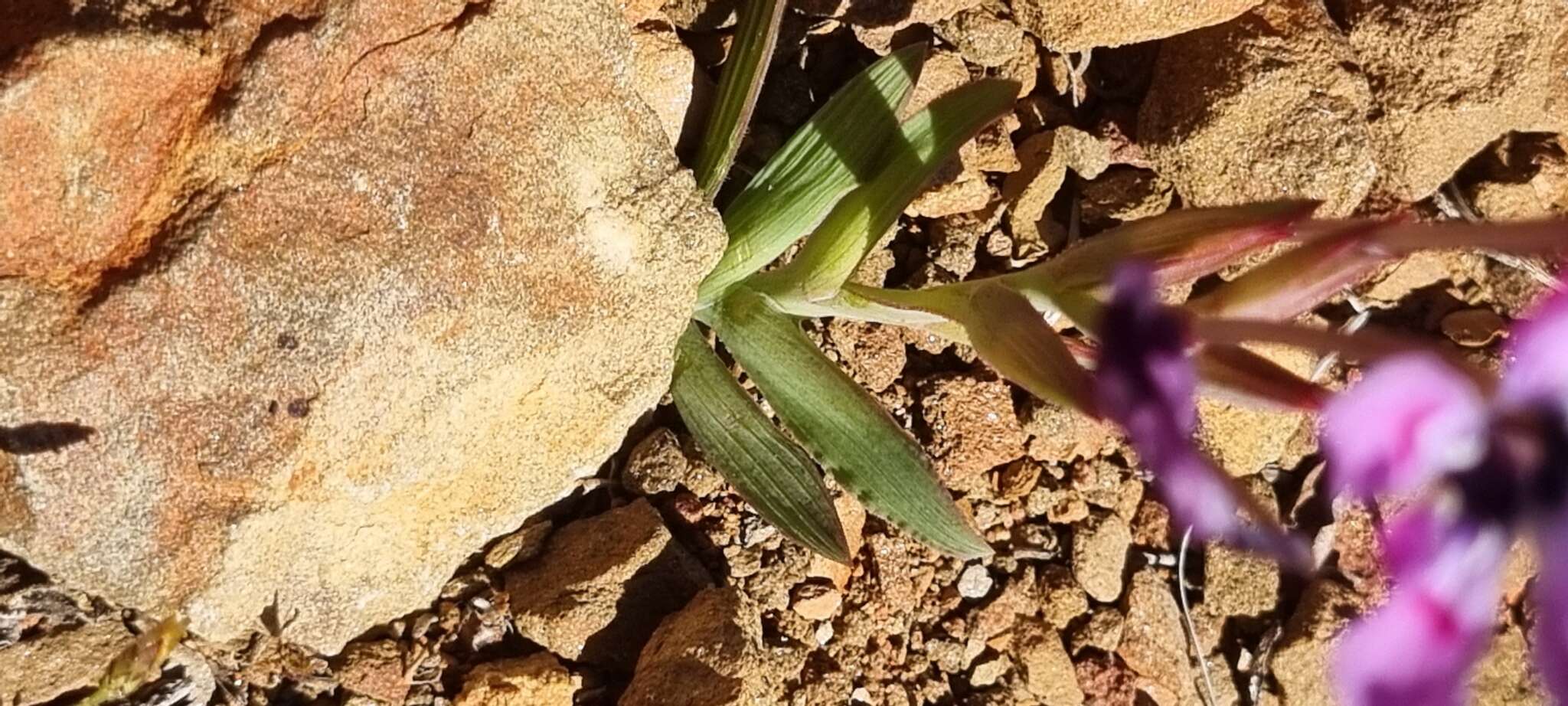 Plancia ëd Lapeirousia fabricii subsp. purpurascens