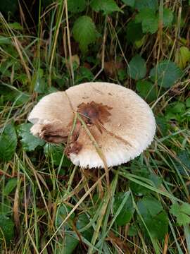 Macrolepiota mastoidea (Fr.) Singer 1951 resmi