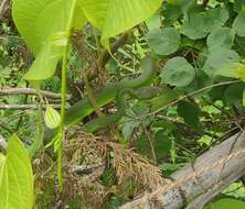 Image of Nepal pitviper