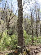 Image de Nothofagus alpina (Poepp. & Endl.) Oerst.