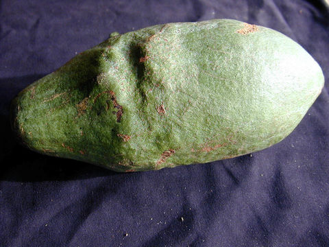 Image of <i>Ceiba samauma</i> (C. Mart. & Zucc.) Schum.
