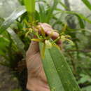 Image of Brassia euodes Rchb. fil.