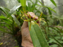 Image of Brassia euodes Rchb. fil.