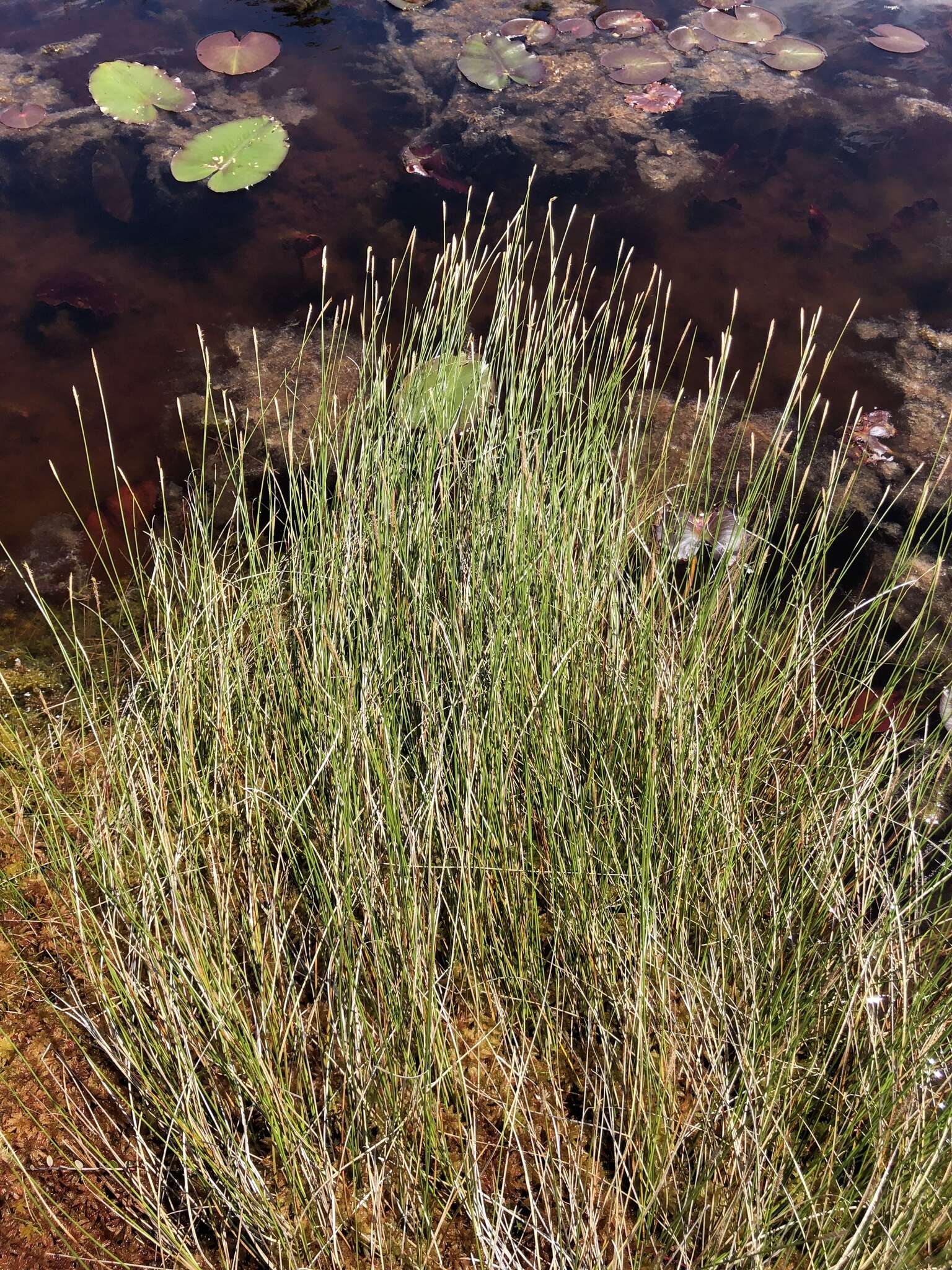 Image of Coastal sedge