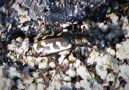 Image of Short-legged Tiger Beetle