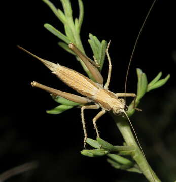 Image of Apollo Shieldback