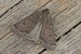 Image of Marsh moth